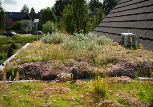 Een goed onderhouden sedumdak: zo haal je het maximale uit je groendak